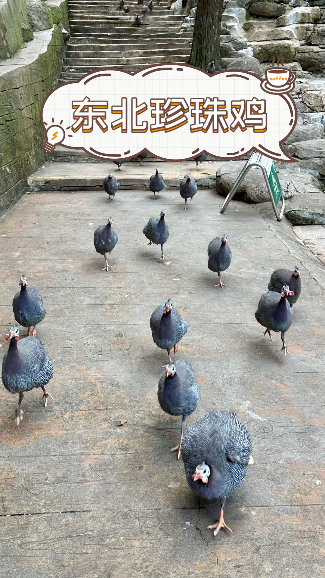 东北珍珠鸡