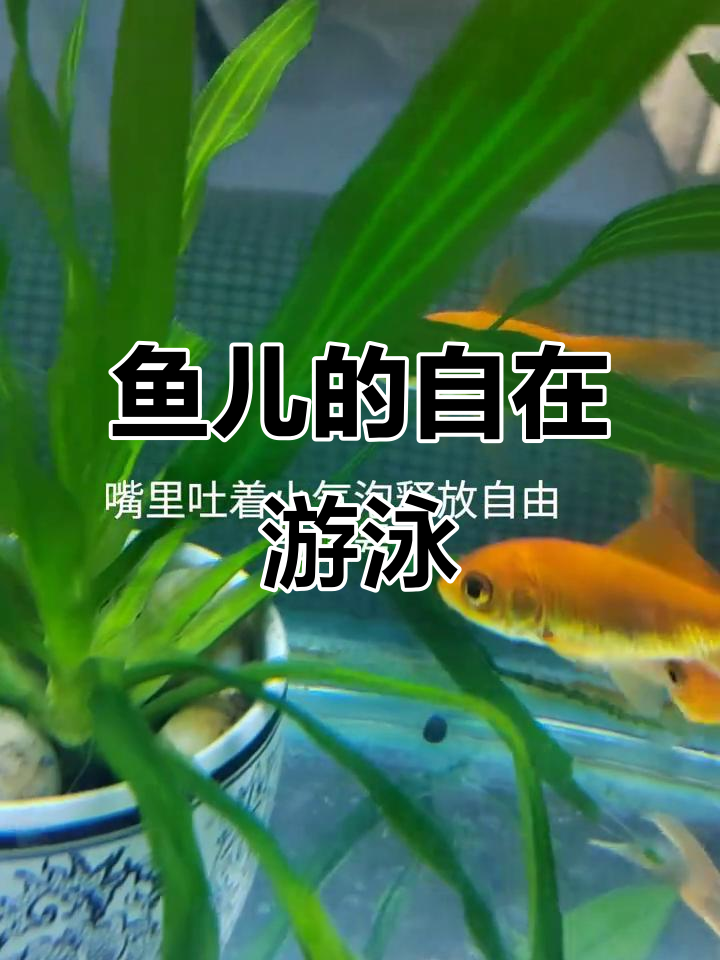 鱼儿在水中自由游动,畅享无限乐趣