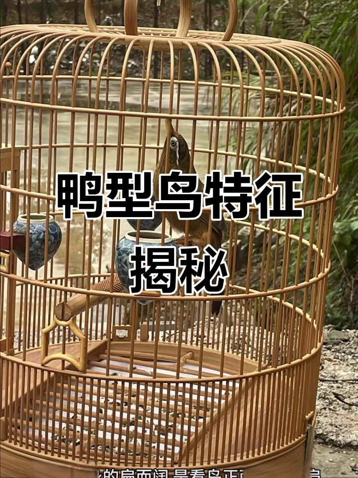 3月24日:鸭子形鸟的特征解析与身形脚杆完美解读
