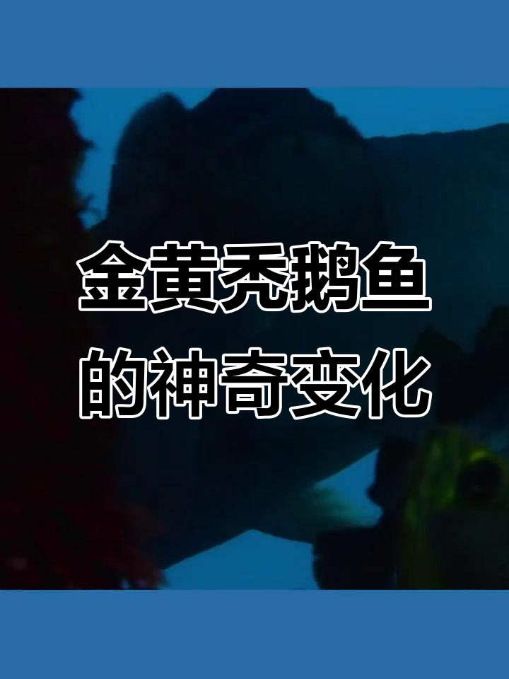 雌雄同体!金黄秃鹅龙头鱼也能当爸爸和妈妈