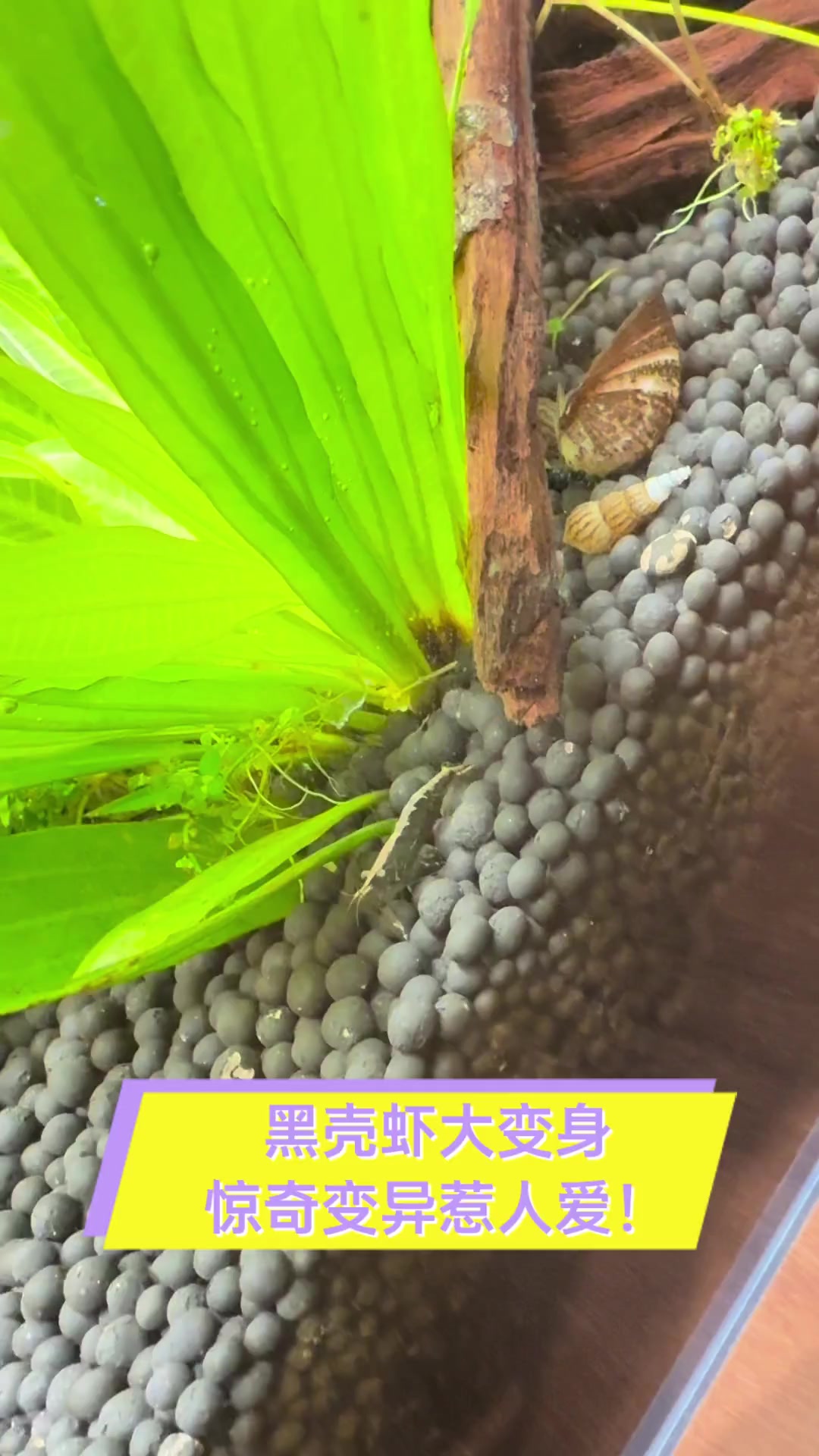 黑壳虾大变身,惊奇变异惹人爱!