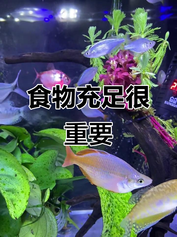 鸽子美人鱼食量大，不宜与小虾混养，多喂饲料避免饥饿