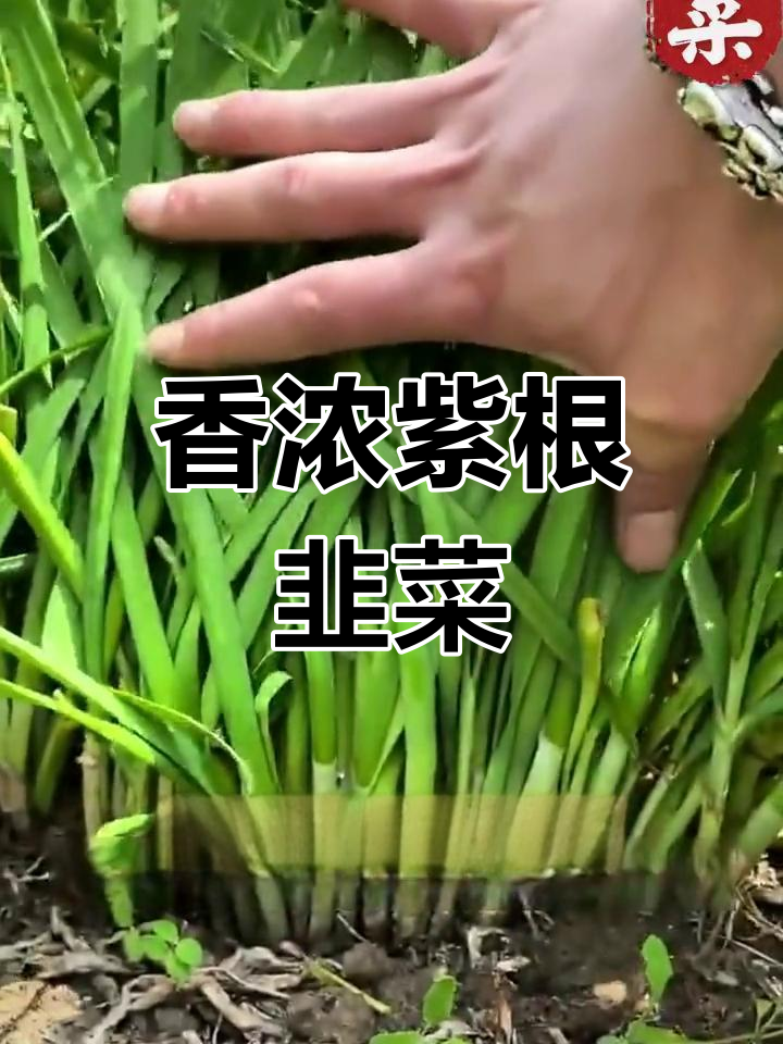 这种紫根韭菜,香气扑鼻,种一次能享用很久!