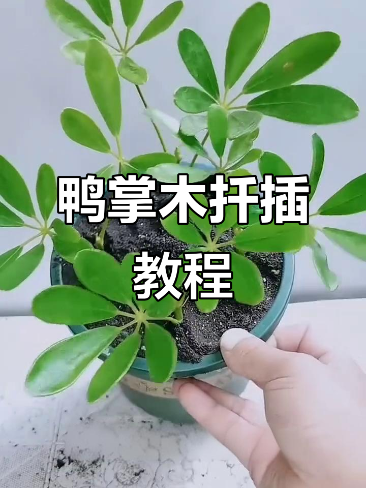 鸭掌木扦插技巧大公开,轻松成活!