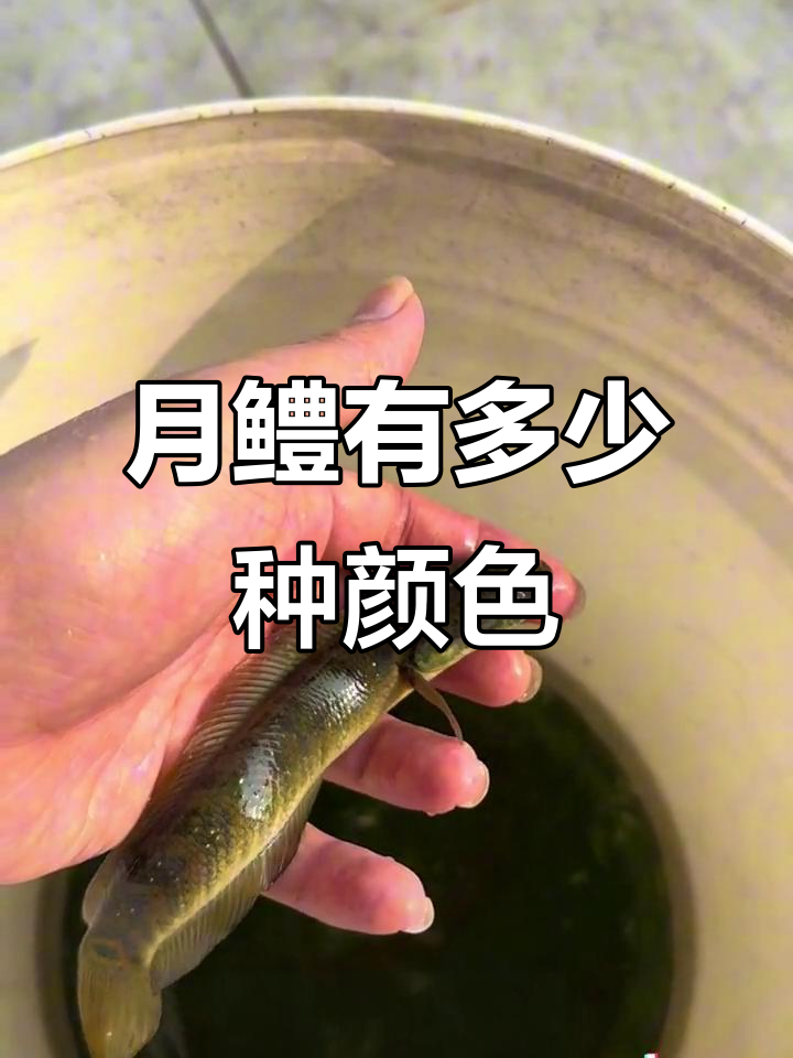 月鳢体色大揭秘,竟然有这么多颜色!