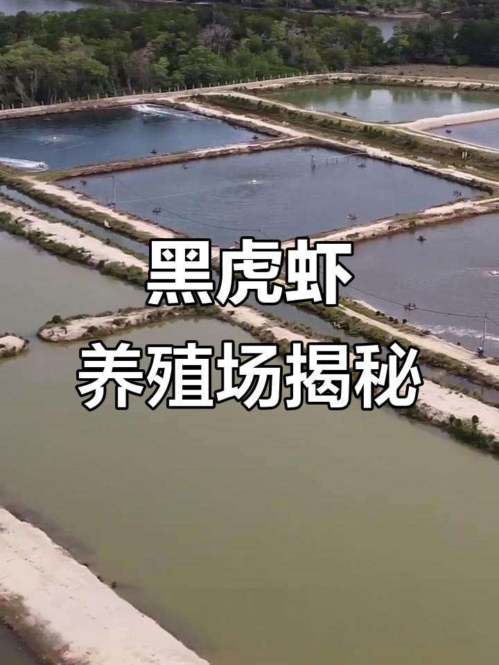 探访马来西亚东海岸黑虎虾养殖基地，清澈海水孕育优质美味