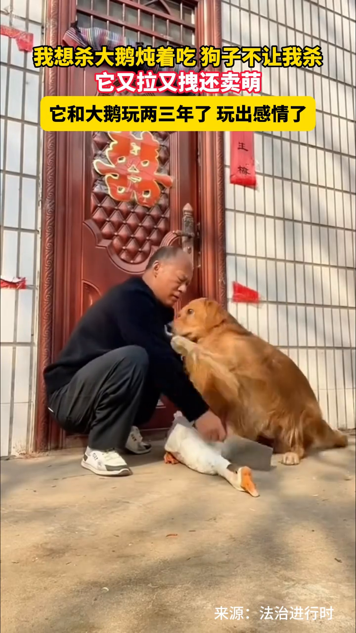 想杀大鹅炖着吃 狗子不让我杀