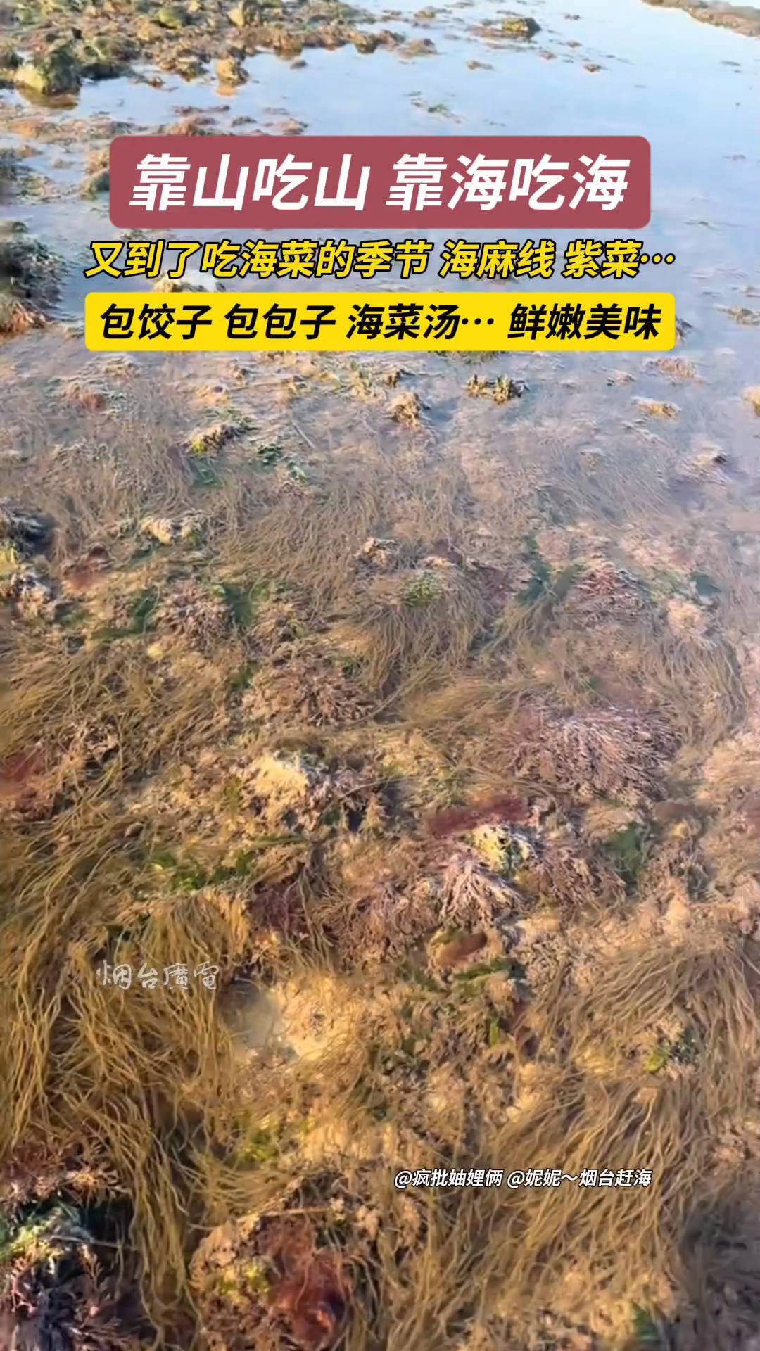 这种生活在海边的快乐谁懂啊?各种海菜鲜嫩美味,根本捡不完