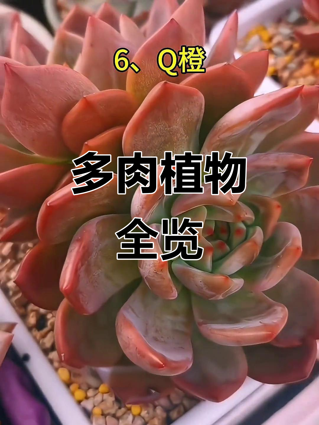 探秘多肉植物:从月影到明镜,一网打尽