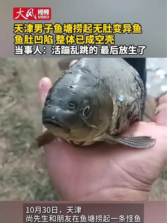 天津男子鱼塘捞起无肚变异鱼 鱼肚凹陷 整体已成空壳 当事人:活蹦乱跳的 最后放生了