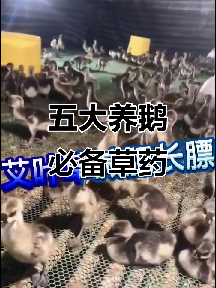 养鹅必知五种草药,消炎、减肥、解毒全搞定