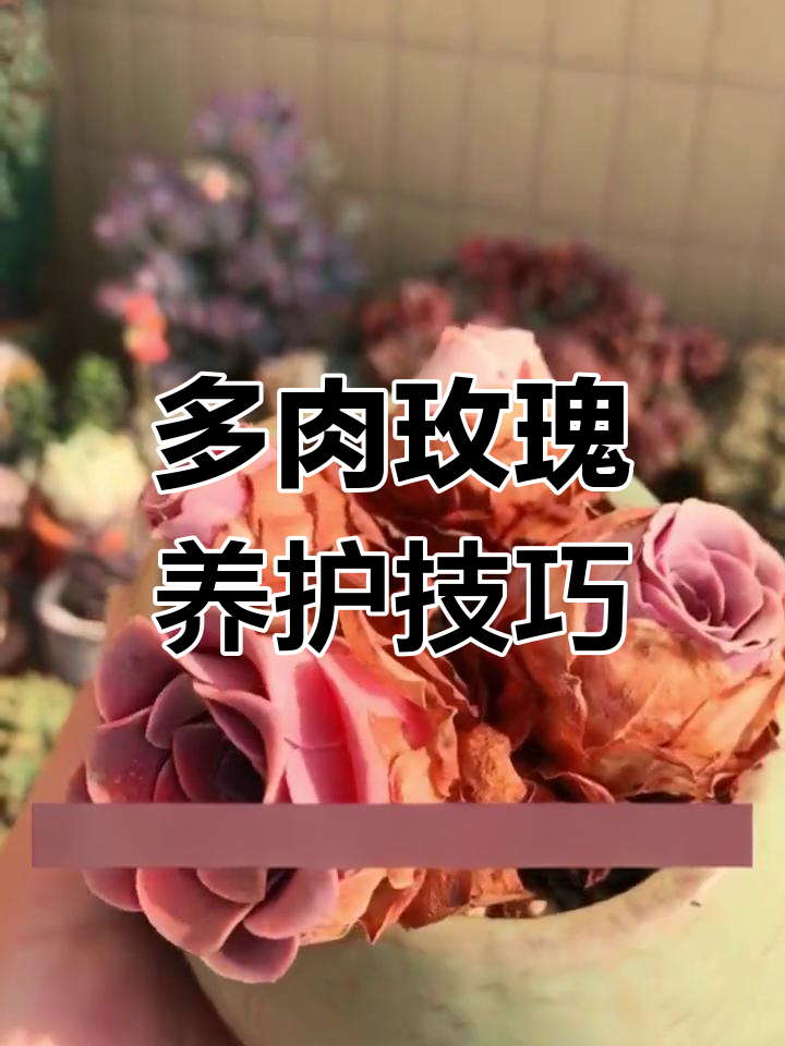 玫瑰的美丽永恒,山地多肉养护秘籍