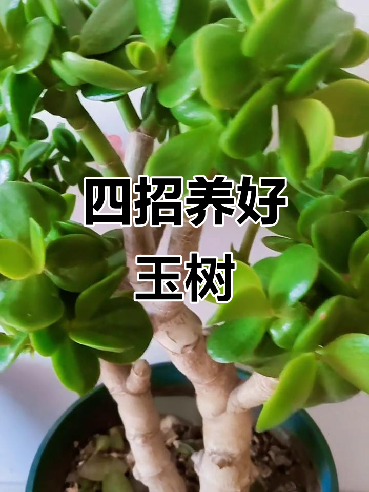 玉树养护全攻略：四步让它枝繁叶茂
