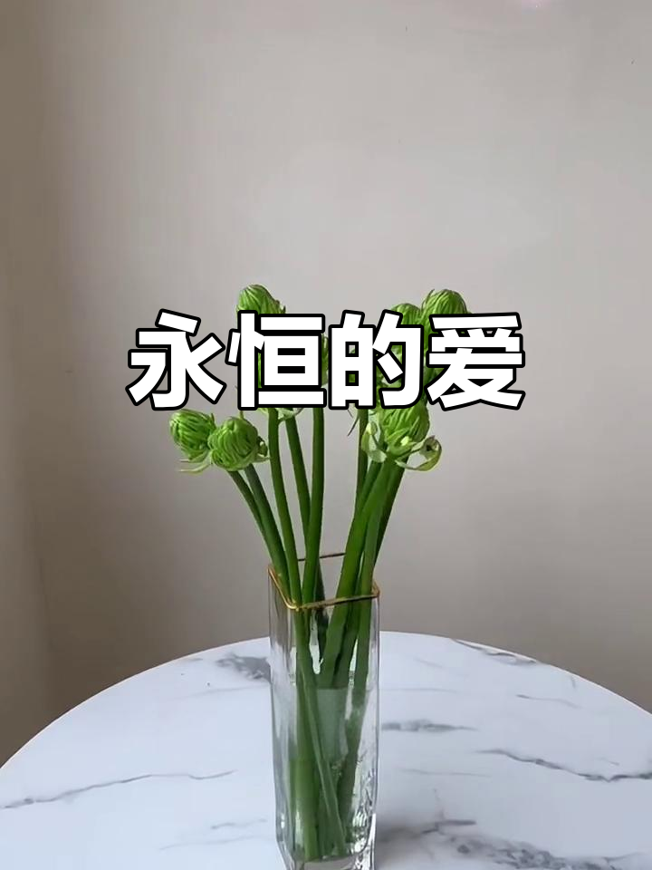 天鹅绒花,永恒之爱,夏季绽放二十天,秋冬持续一个月
