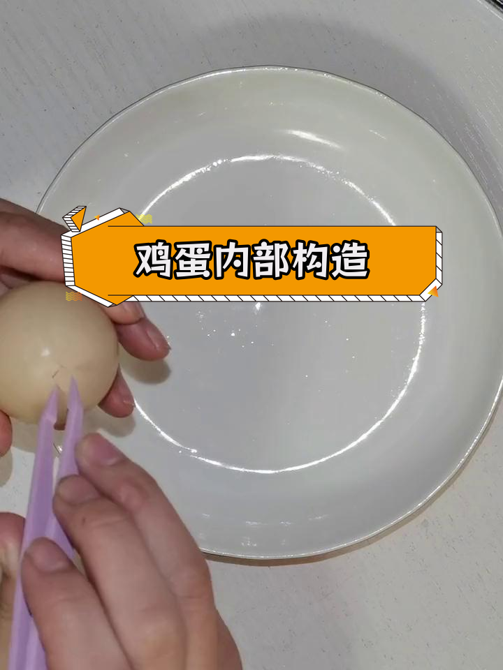 鸡卵结构解析实验
