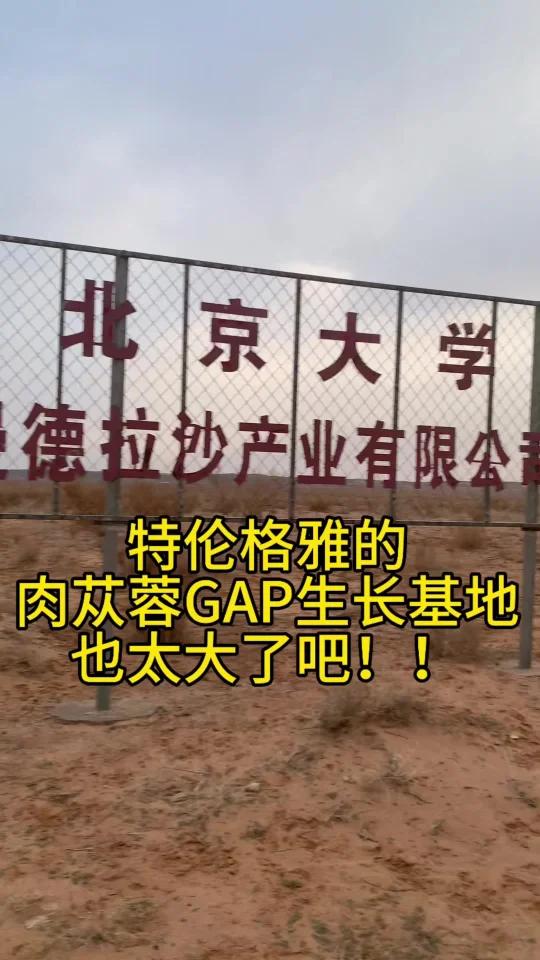 探寻阿拉善肉苁蓉的生长奥秘