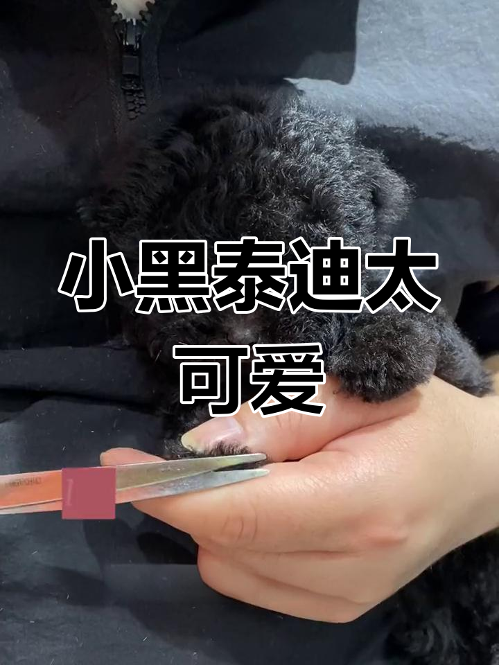 黑泰迪宝宝大变身,萌态十足