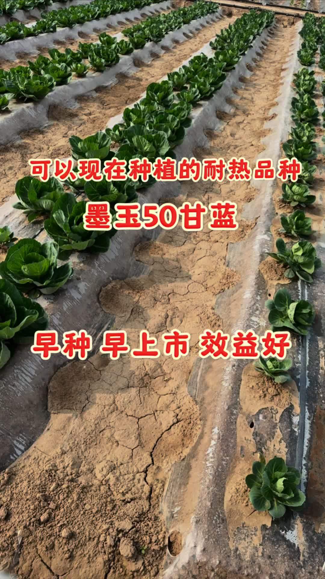 现在不想种耐热白菜?耐热甘蓝墨玉50看一下,现在就可以种植,上市更早!三农 耐热甘蓝
