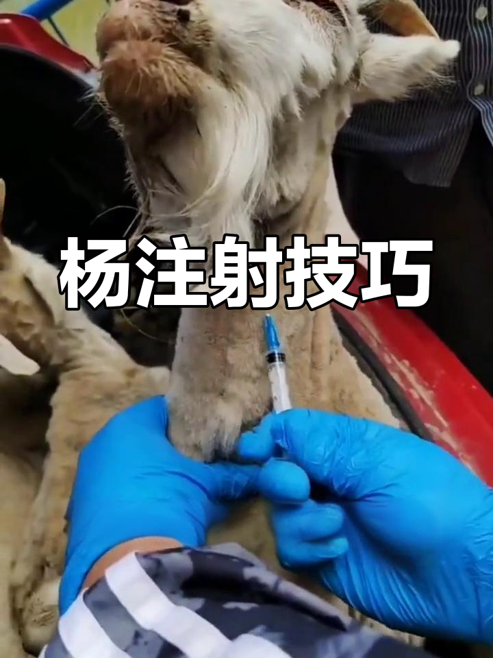 正确打针技巧,避免出血和鼓包