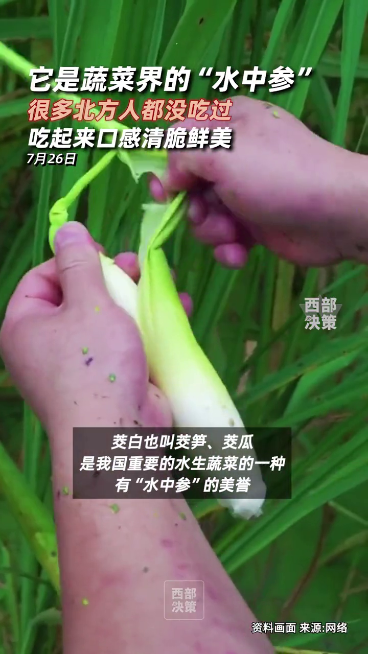茭白也叫茭笋、茭瓜,是我国重要的水生蔬菜的一种