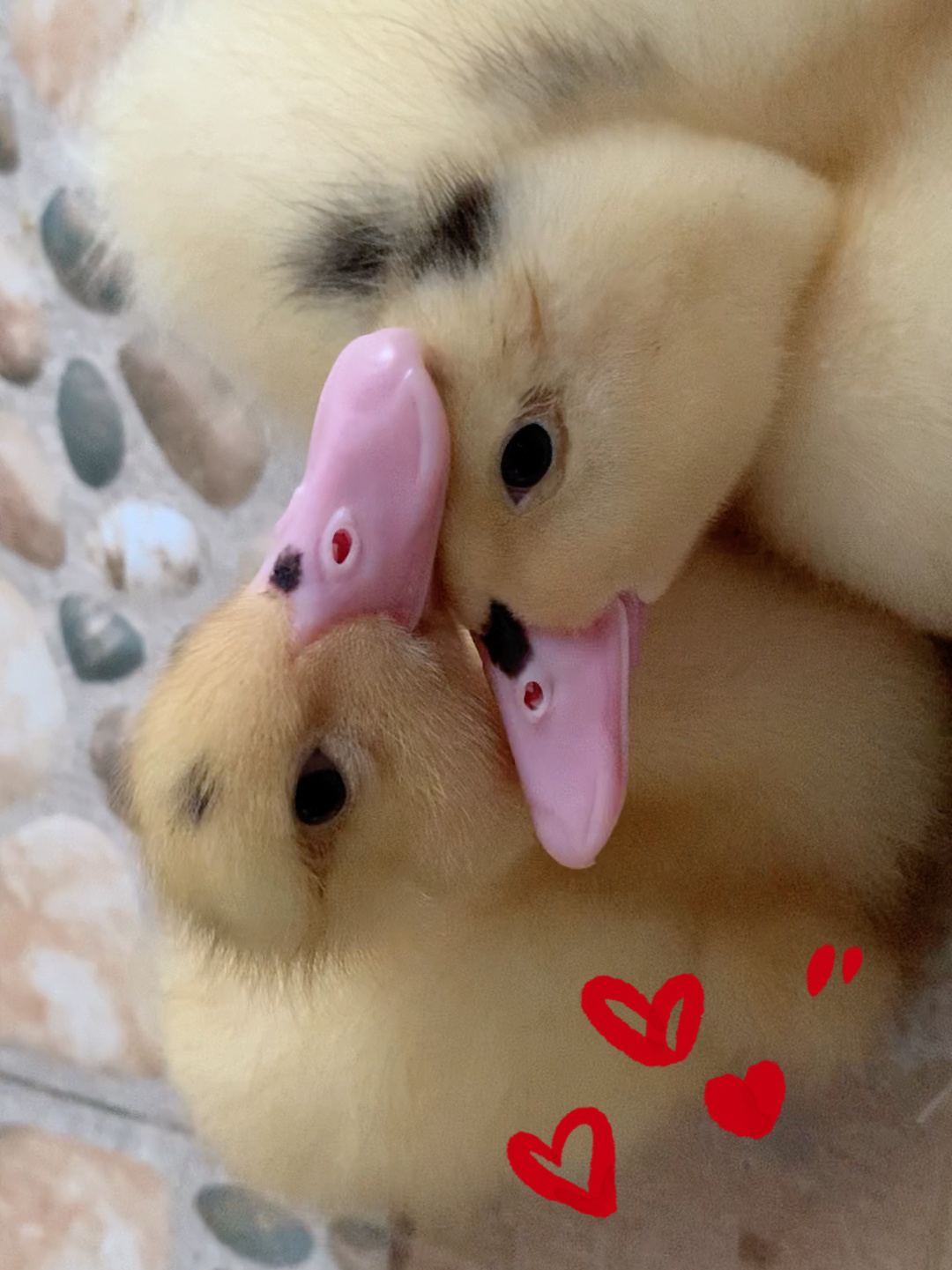 听听小鸭子的叫声