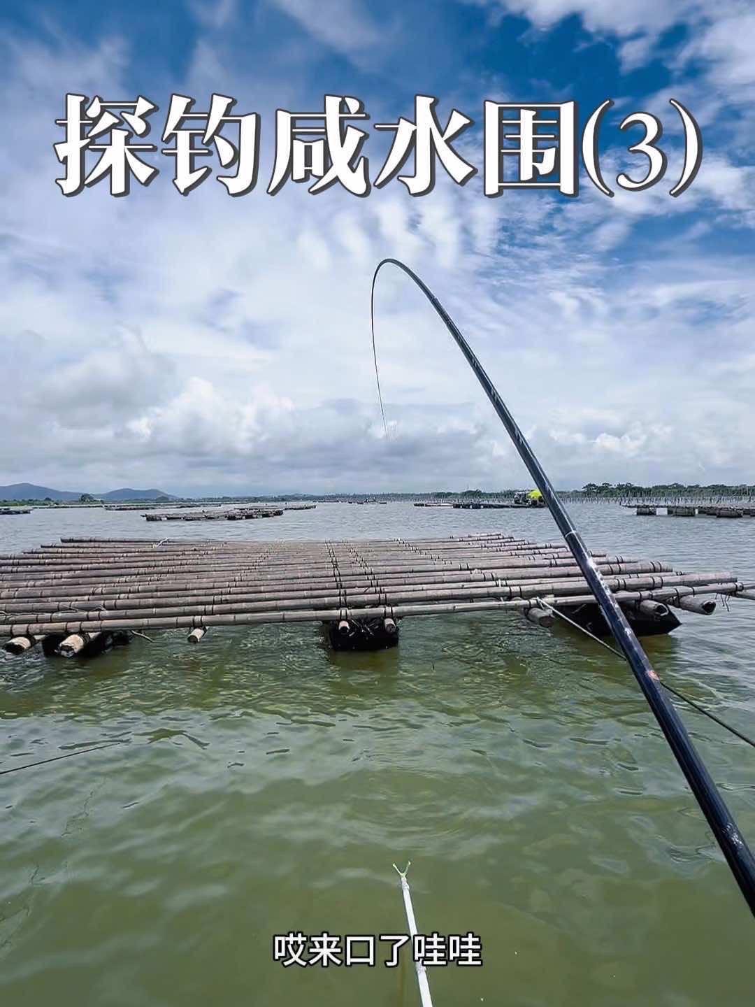 终于钓到这里的大家伙了,原来都藏在竹排下面,今天老板要哭啦 钓鱼人 光威鱼竿