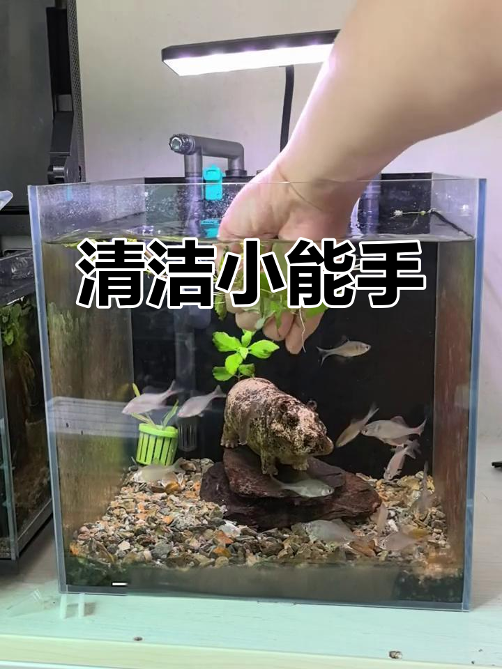 壮体沙鳅,吃青苔、鱼便,还能翻砂,省去清理烦恼!