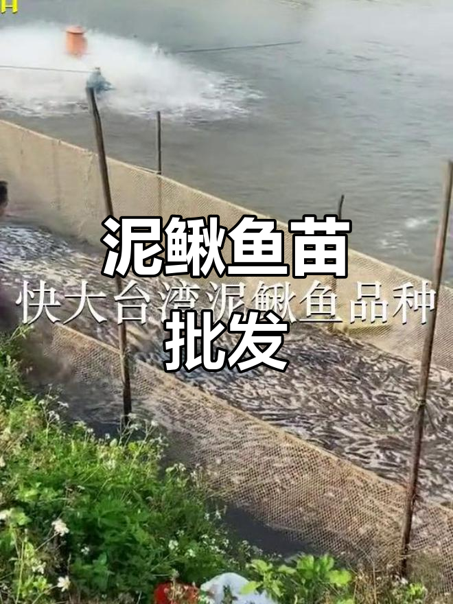 台湾泥鳅鱼苗批发，各地区供应充足