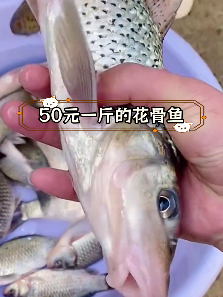 花骨鱼市场价50元/公斤,钓鱼爱好者有钓过吗?