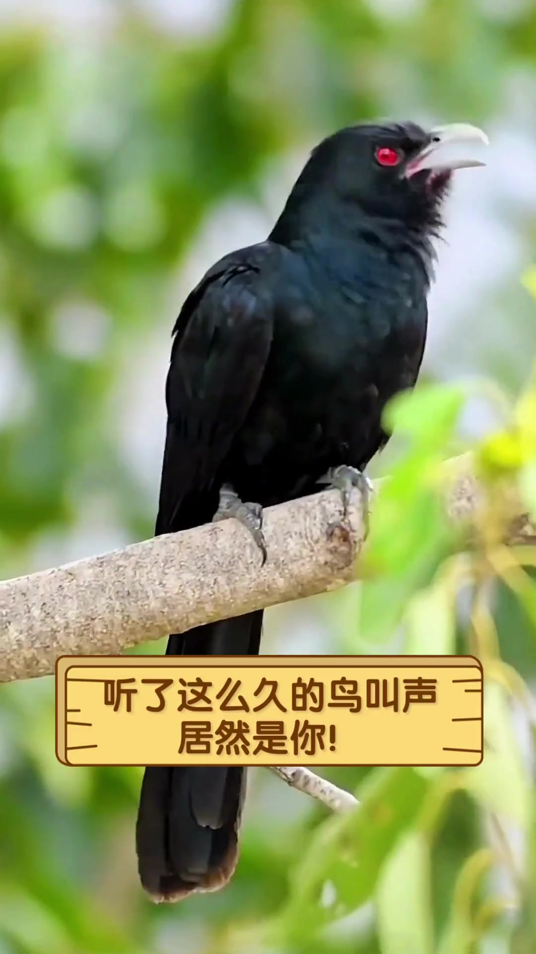 听了这么久的鸟叫声,居然是你!