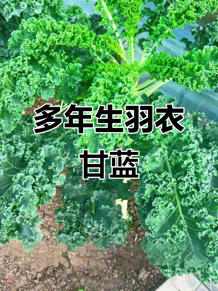 羽衣甘蓝:多年生蔬菜,一次种植连续收获