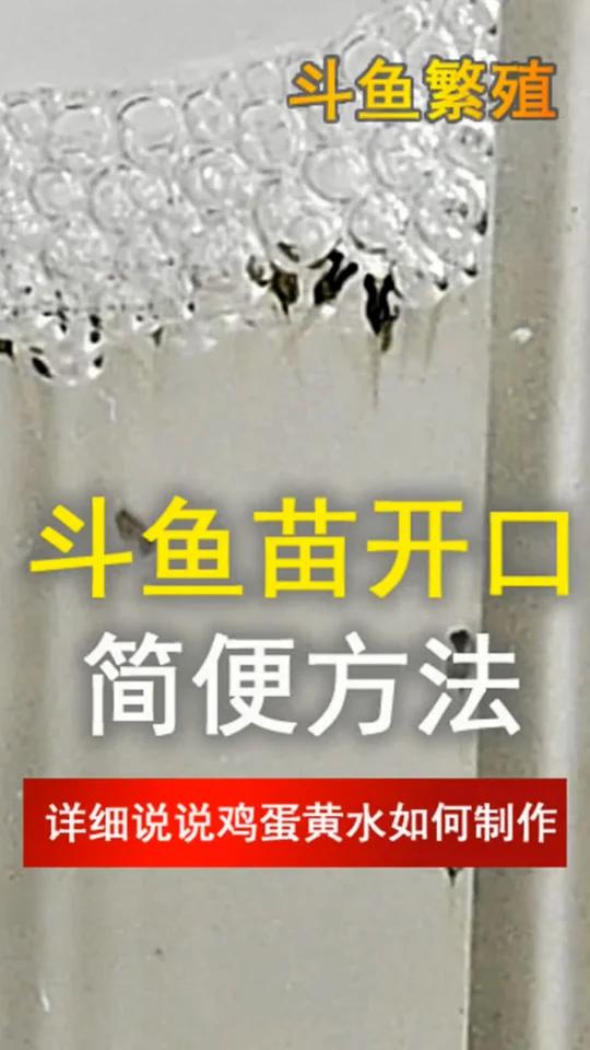 斗鱼苗开口的几种方法,其中一种家家都有