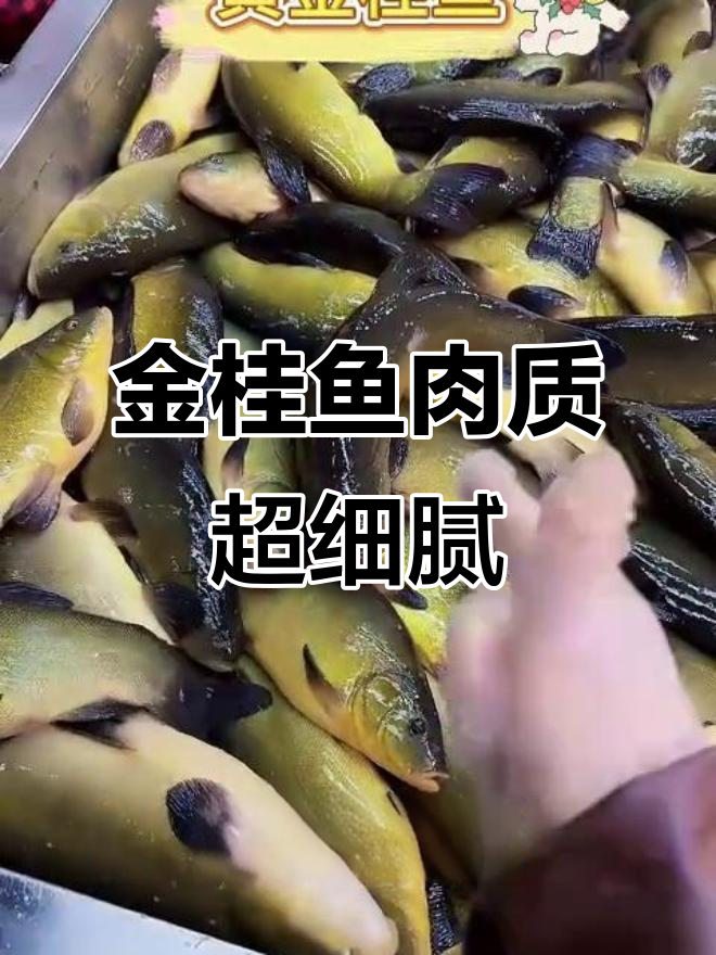 黄金桂鱼:鲜嫩如豆腐,清蒸红烧都美味
