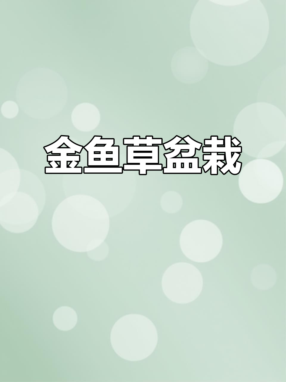 盆栽金鱼草,花苞满枝,室内易养,净化空气
