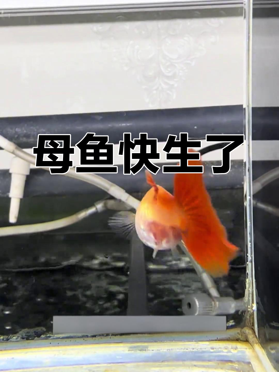 孔雀鱼即将产仔,肚子透亮可见小鱼