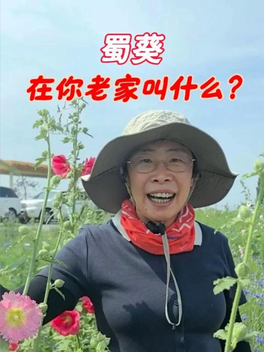 蜀葵,在你老家叫什么?
