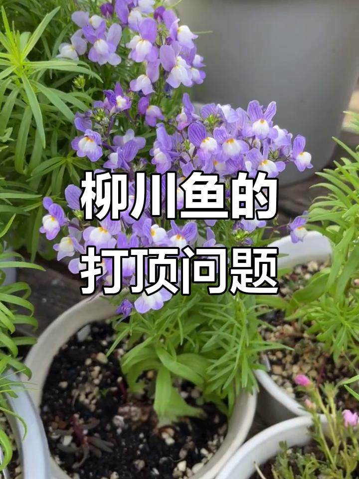 柳穿鱼打顶有必要吗？看完这个视频你就懂了