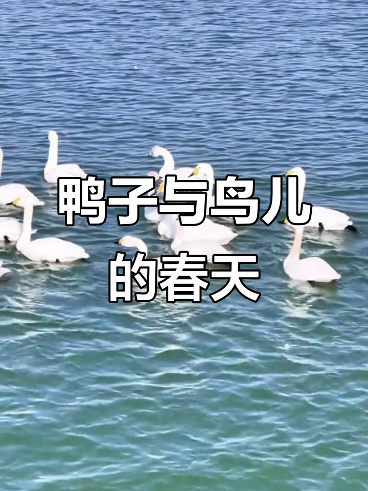 春日云竹湖,鸭群嬉戏水中,鸟儿飞舞共舞