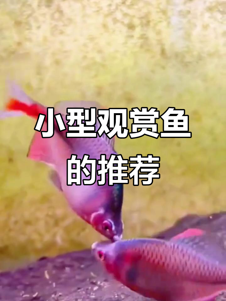 这款观赏鱼,省心又好看,轻松混养,适合新手