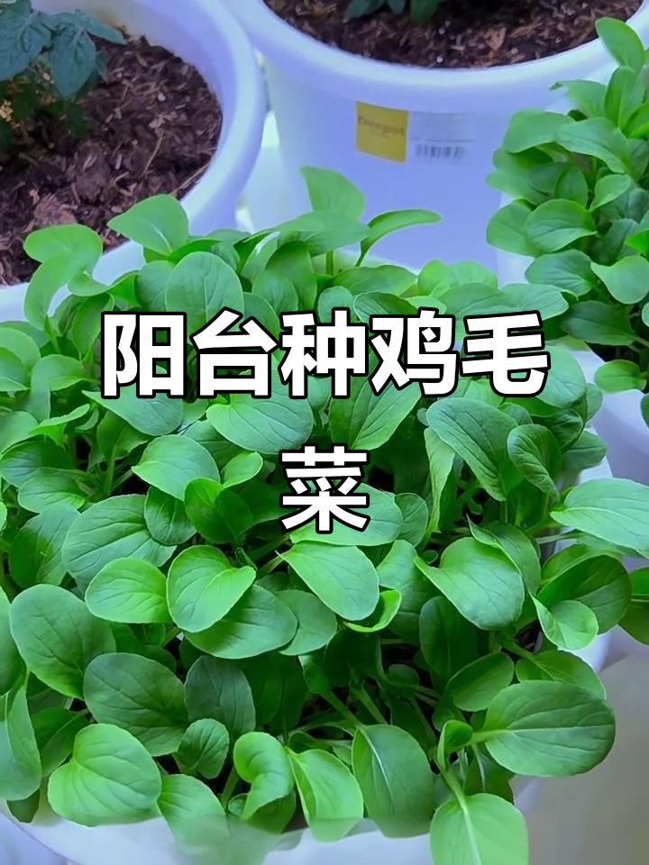 阳台盆栽鸡毛菜，20天快速收获新鲜蔬菜