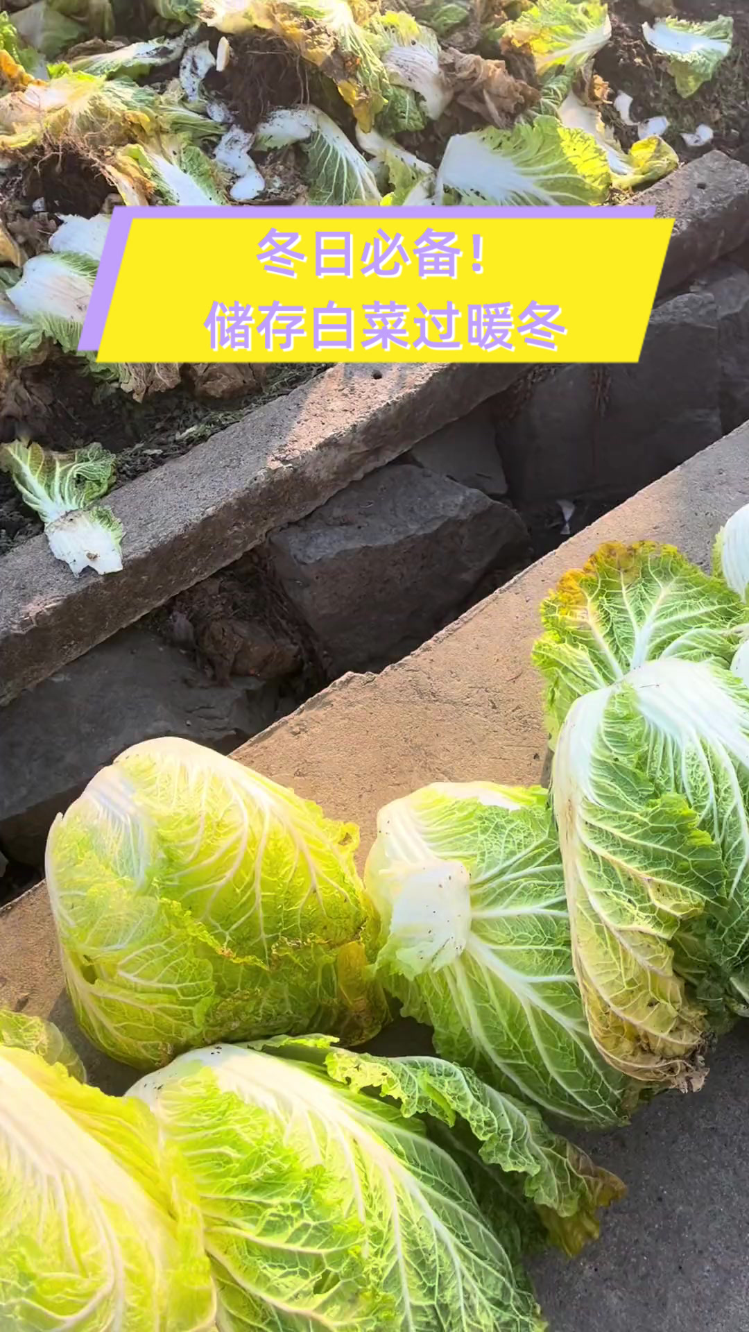 冬日必备!储存白菜过暖冬