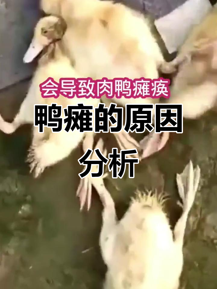 鸭子瘫痪的五大原因及应对方法