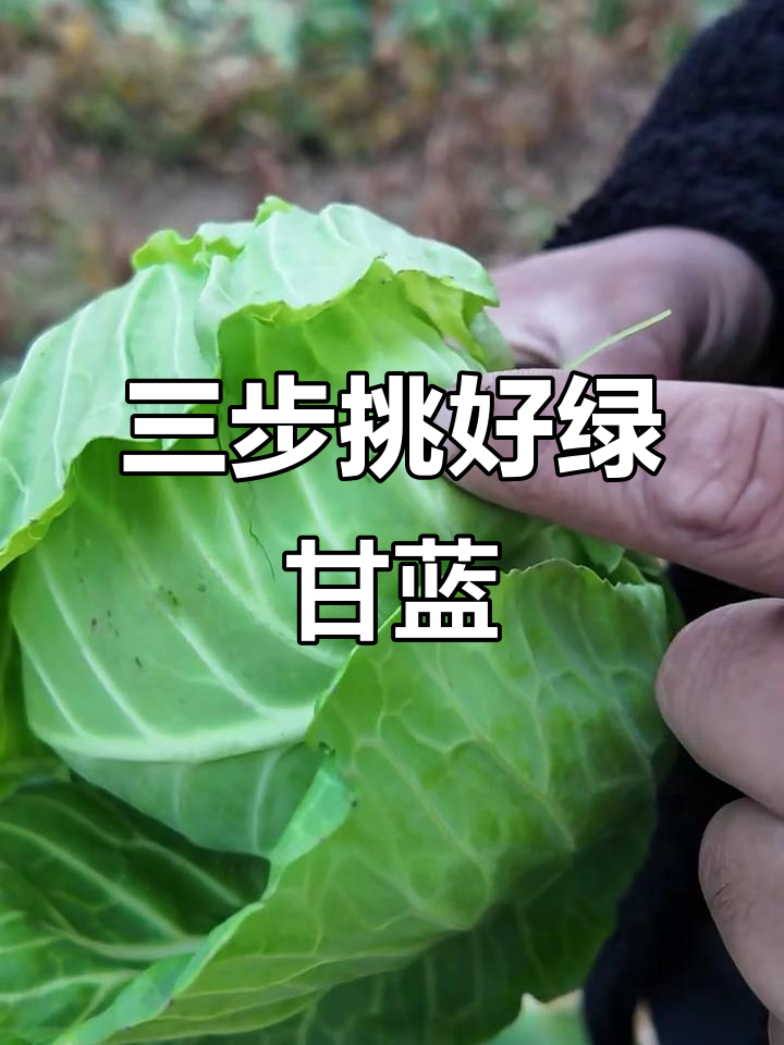 挑选绿甘蓝的三大秘诀,教你选到又甜又脆的好包菜