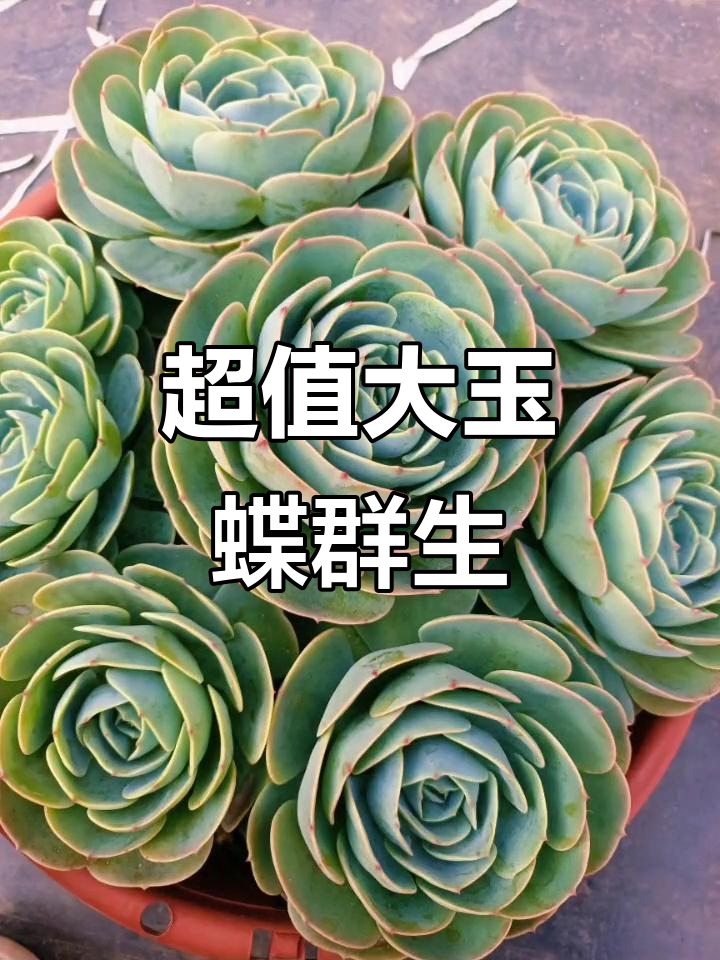 超级大玉蝶群生,360盆超值批发,匠心打造多肉植物新高度