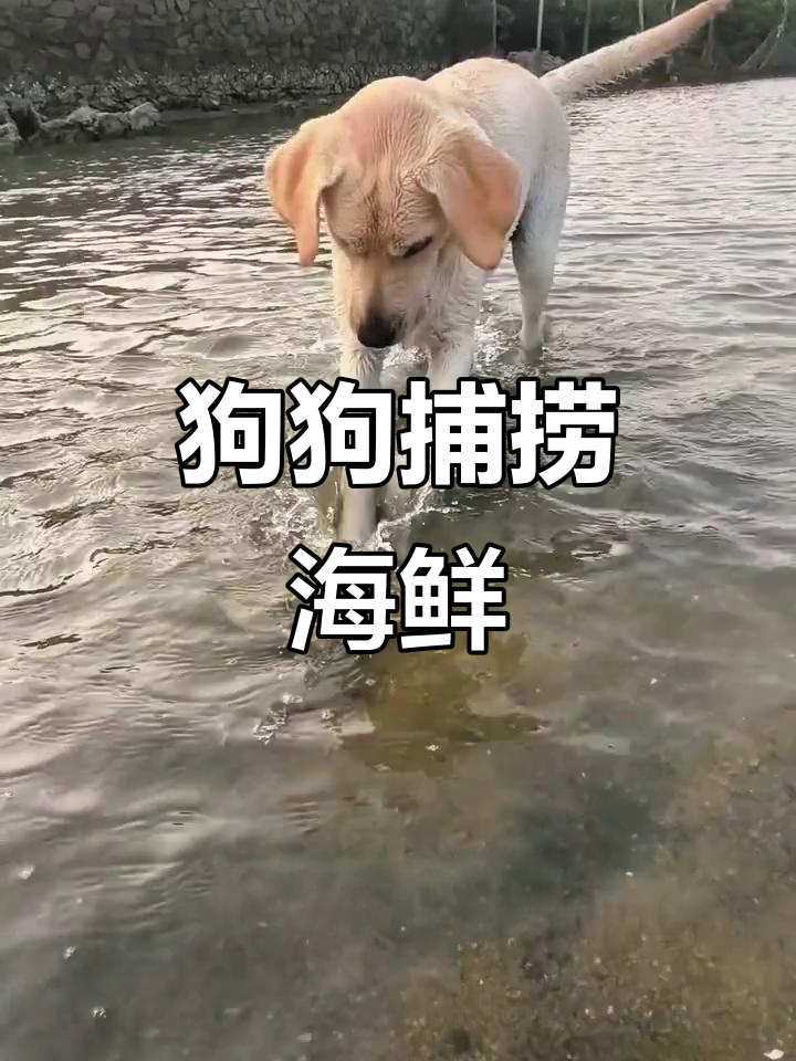 水猎犬抓大老板鱼,红树林赶海惊现肥蟹