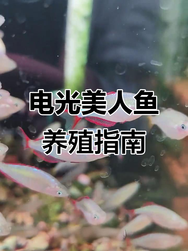电光美人鱼:小型热带观赏鱼的魅力与养护技巧