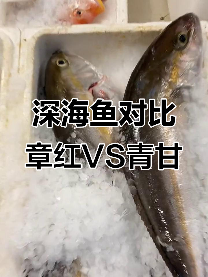 章红与青甘深海鱼大比拼，油脂丰富口感紧实