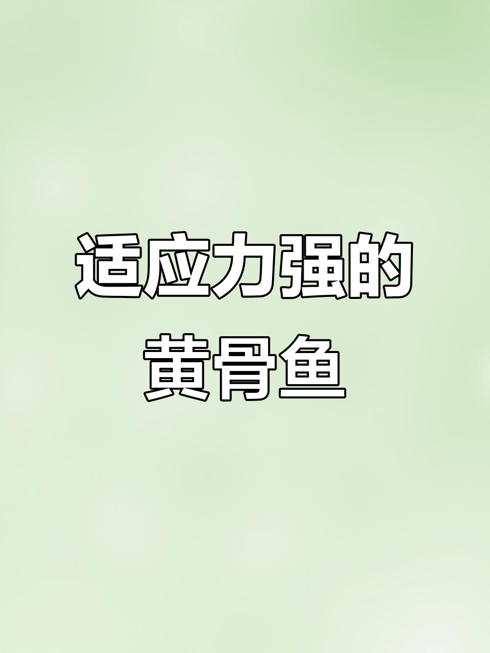 黄骨鱼:耐高温、低水温,高密度养殖的优选鱼类