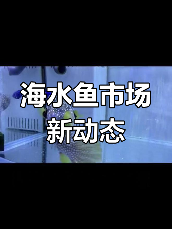 蓝吊与珍珠狗头的价格逆袭