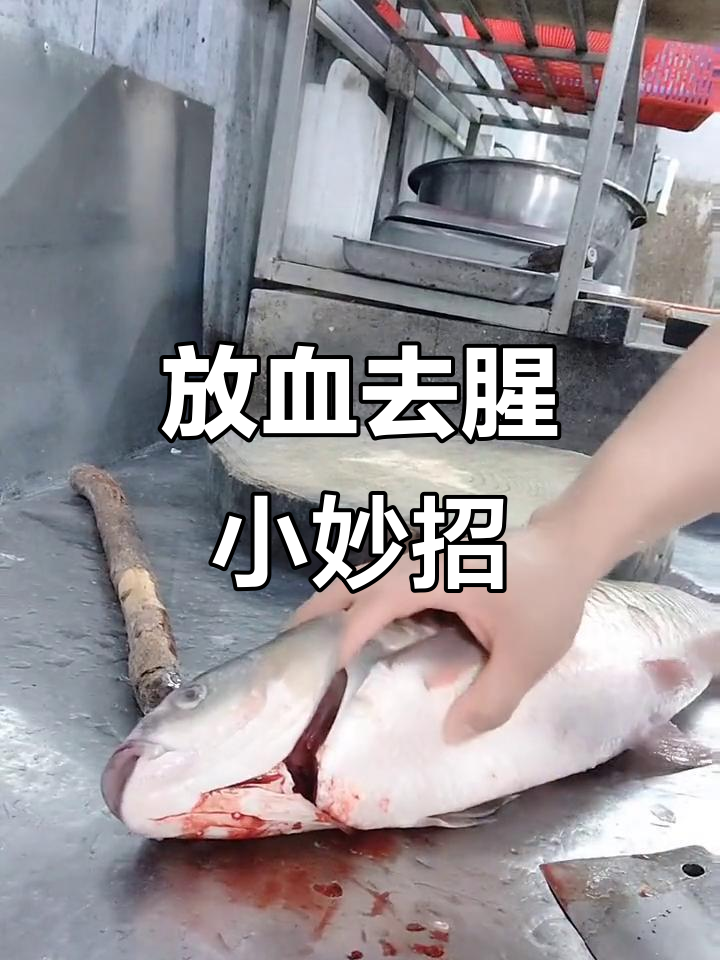草鱼放血技巧大揭秘，去腥更简单